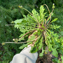 Dandelion (Taraxacum officinale) Seeds, 6g