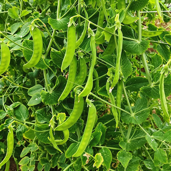 White Flower Double Pod Snow Pea, 50 Seeds