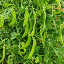 White Flower Double Pod Snow Pea, 50 Seeds