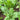 White-stemmed Leaf Beet Seeds, 5g