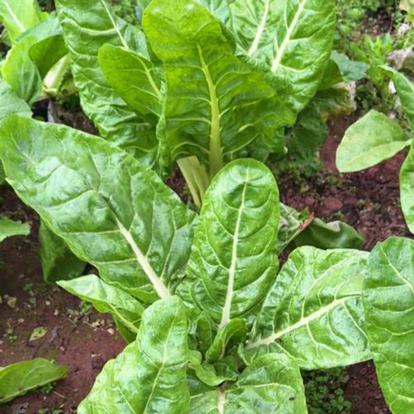 White-stemmed Leaf Beet Seeds, 5g