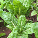 White-stemmed Leaf Beet Seeds, 5g