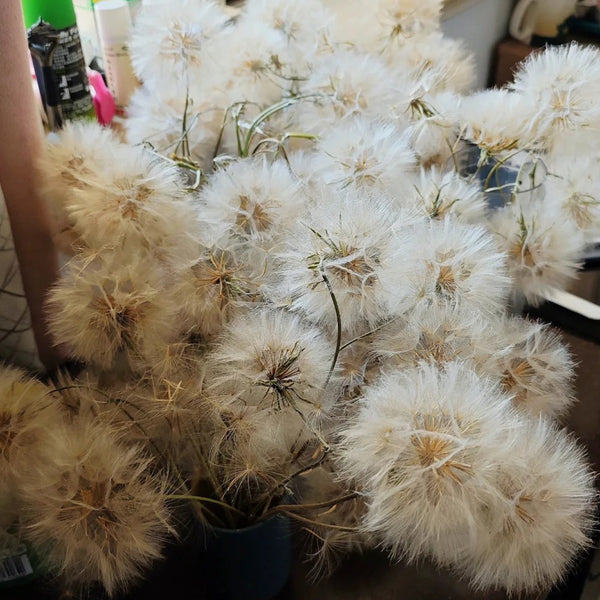 Giant Salsify, 50 Seeds