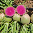 Xinlimei Radish, 50 Grams ≈ 5000 Seeds