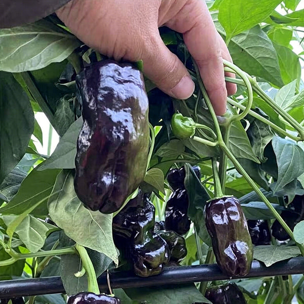 Perilla Pepper, 100 Seeds