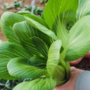 Shanghai Bok Choy Seeds, 10g