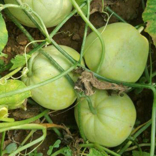 Japanese Sweet Treasure Melon Seeds, 80 Seeds