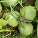 Japanese Sweet Treasure Melon Seeds, 80 Seeds