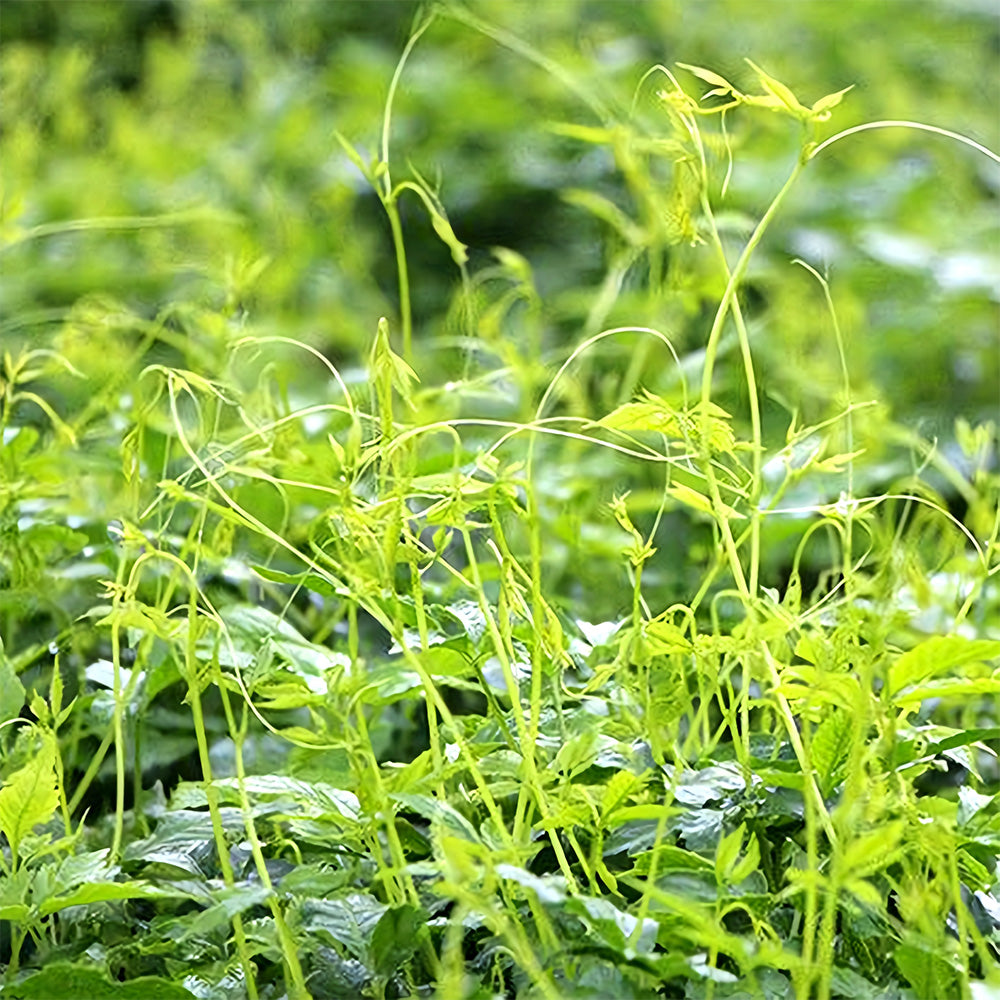 Gynostemma pentaphyllum Seeds