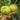 948 Happiness Strike F2 Tomato, 5 Seeds