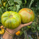 948 Happiness Strike F2 Tomato, 5 Seeds