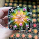 Gymnocalycium mihanovichii 'Yellow Variegata', 3-4cm