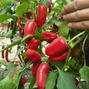 Mini Red Sweet Pepper, 10 Seeds