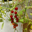 Red Currant Tomato Seeds, 10 Seeds
