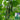 Boya 533 Cucumber, 50 Seeds