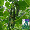 Boya 533 Cucumber, 50 Seeds