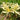 Straw Lycoris, 1 Bulb