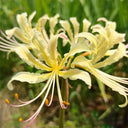 Straw Lycoris, 1 Bulb