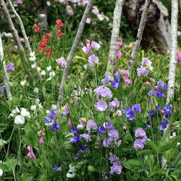Royal Symphony' Sweet Pea Mixed Seeds, 100 Seeds