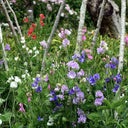 Royal Symphony' Sweet Pea Mixed Seeds, 100 Seeds