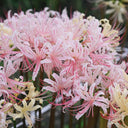 'Pink Dream' Lycoris, 1 Bulb