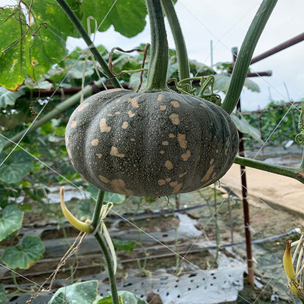 Xiangmi Small Pumpkin Seeds