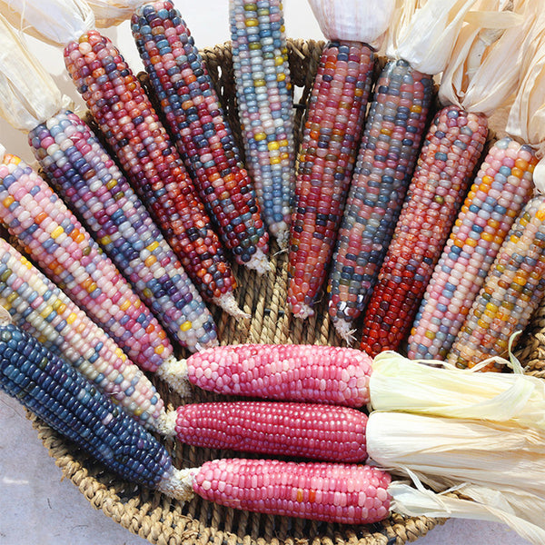 Glass Gem Corn, 50 Seeds