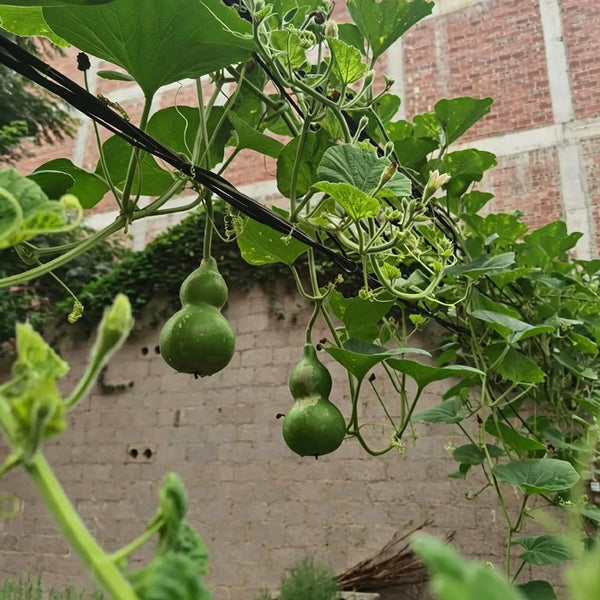 Jade Green Gourd, 10 Seeds