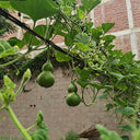 Jade Green Gourd, 10 Seeds