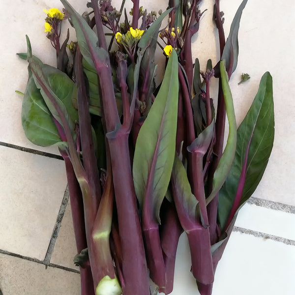 'Jiuhua' Flowering Stalk Seeds, 10g