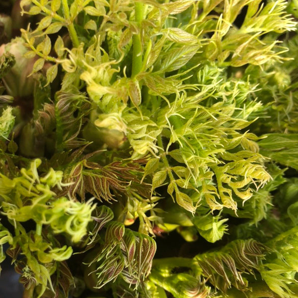 Aralia Shoots, 100 Seeds