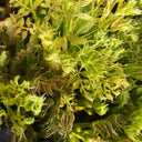 Aralia Shoots, 100 Seeds