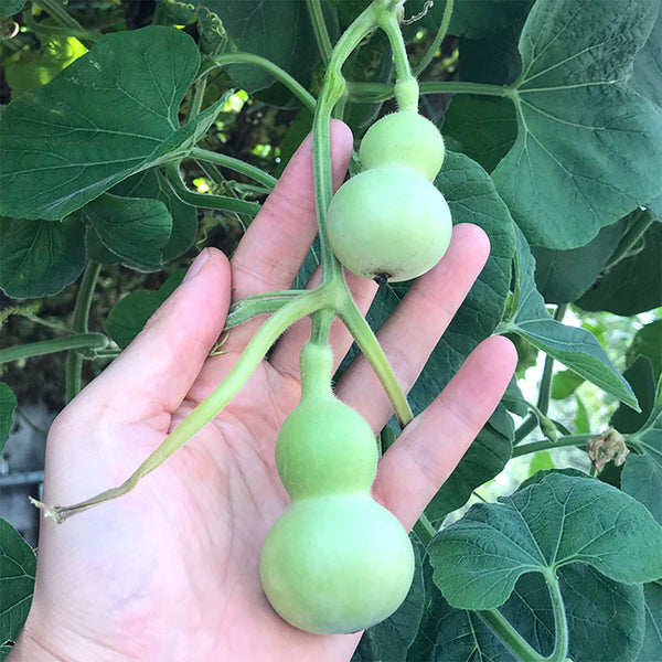 Hezhichun Mini Hand-twisted Gourd, 10 Seeds