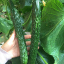 Zhongnong Spring-Autumn Hybrid Cucumber F1 Seeds, 3g