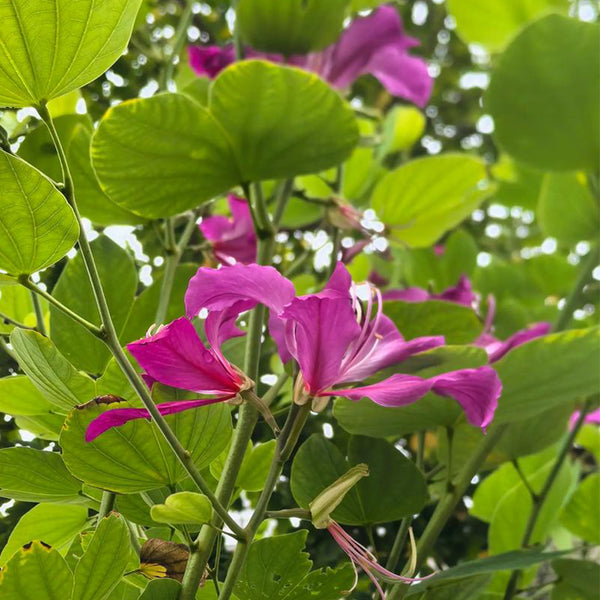 Bauhinia purpurea, 25 Seeds