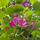 Bauhinia purpurea, 25 Seeds