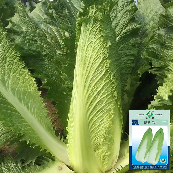 'Green Bamboo 70' Chinese Cabbage Seeds, 20g