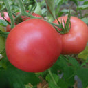 Kuwait No.4 Pink Tomato Hybrid Seeds, 20 Seeds