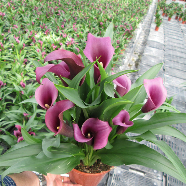 'Paco' Calla Lily, 18/20cm Circumference, 1 Bulb