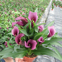 'Paco' Calla Lily, 18/20cm Circumference, 1 Bulb