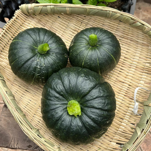 Green Baby Pumpkin Seeds, 50 Seeds