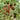 426 Queen of the Night Tomato, 5 Seeds