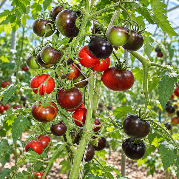 426 Queen of the Night Tomato, 5 Seeds