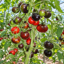 426 Queen of the Night Tomato, 5 Seeds