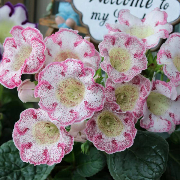 Gloxinia, 50 Seeds (Mixed 10+ Varieties)