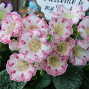 Gloxinia, 50 Seeds (Mixed 10+ Varieties)