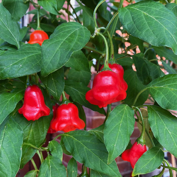 Bat Chili Seeds, 100 Seeds