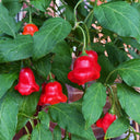 Bat Chili Seeds, 100 Seeds