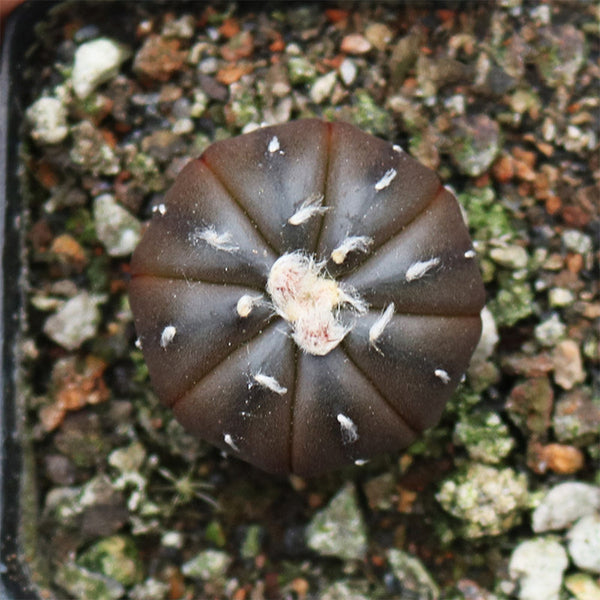 Astrophytum asterias 'Purple Skin', 2-3cm