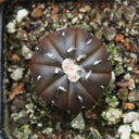 Astrophytum asterias 'Purple Skin', 2-3cm